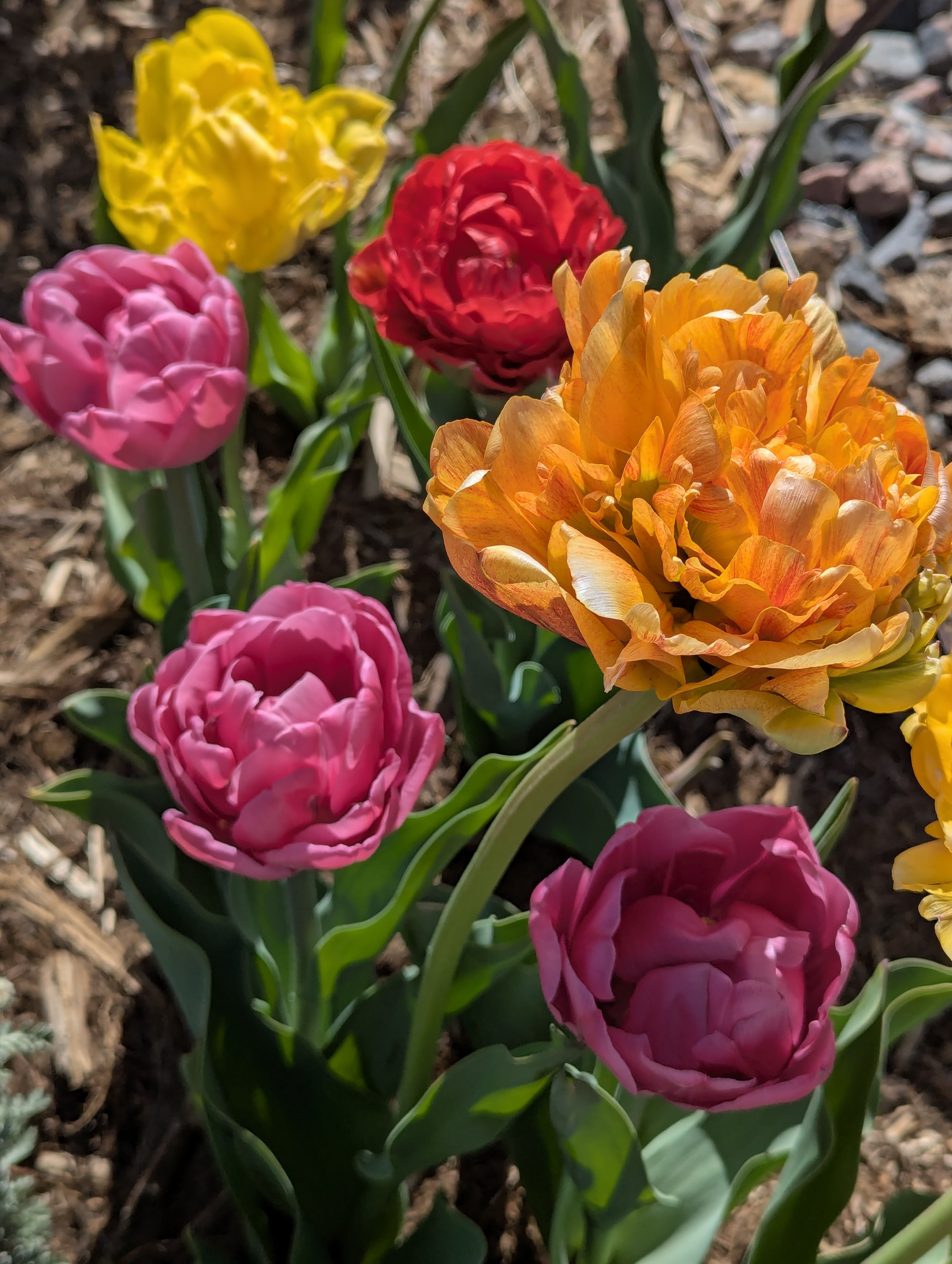 Garden, Flowers, Morrison, Colorado